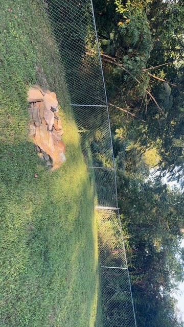 Chain link backyard dog run fence — East Tennessee residential